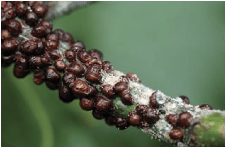 Brown scale insects on a plant stem.